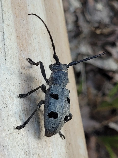Morimus asper funereus - gyászcincér