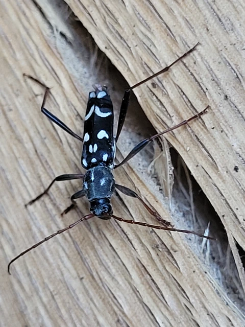 Isotomus speciosus - nyírfa-darázscincér