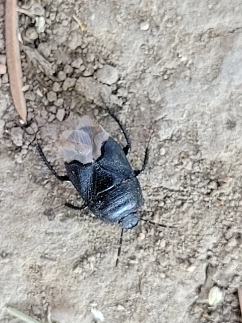 Cydnus aterrimus - nagy földipoloska