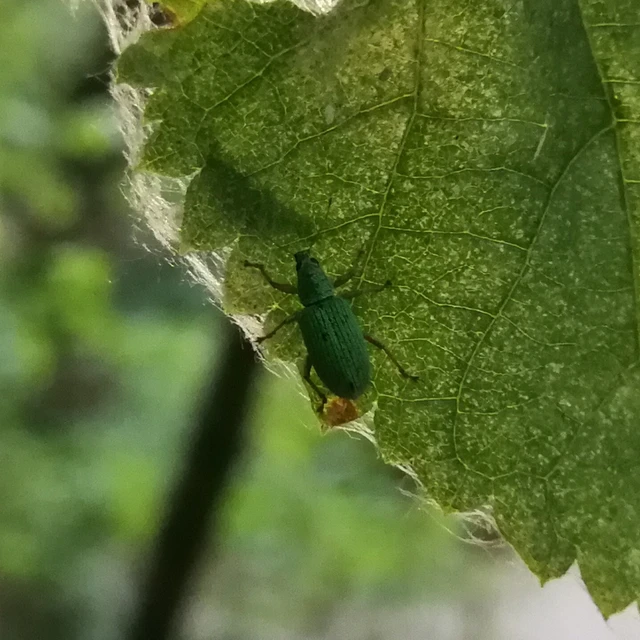 Polydrusus formosus - selymes lombormányos