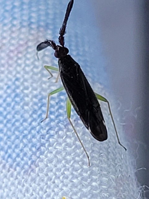 Heterotoma merioptera/planicornis