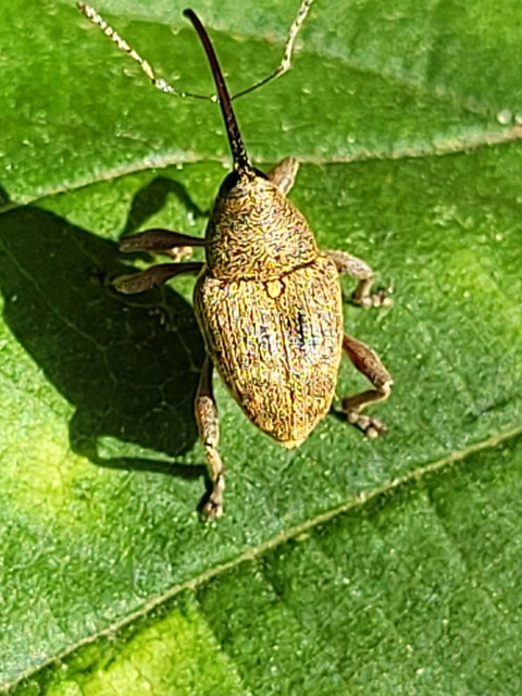 Curculio nucum - mogyorózsuzsóka