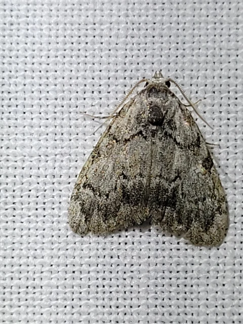 Meganola strigula - hamvas pamacsosszövő