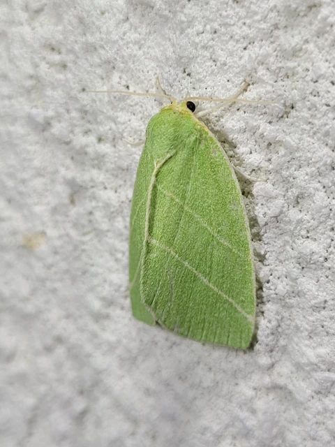 Bena bicolorana - tölgyfa-zöldbagoly