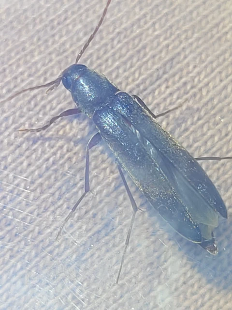 Serropalpus barbatus - farontó komorka