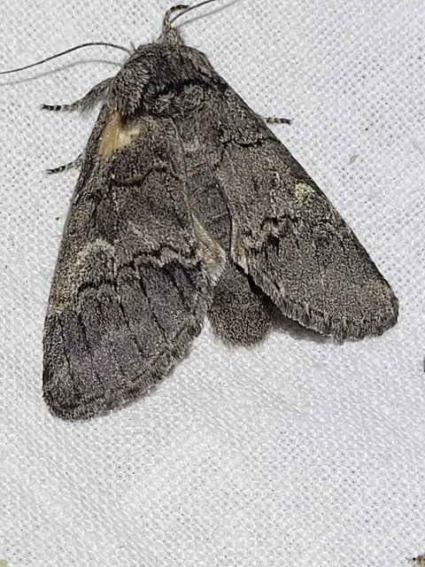 Drymonia querna - tölgyfa-púposszövő