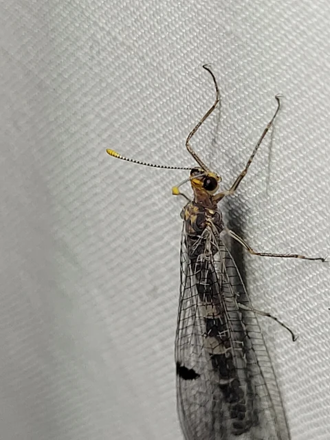 Megistopus flavicornis - kétfoltos hangyaleső