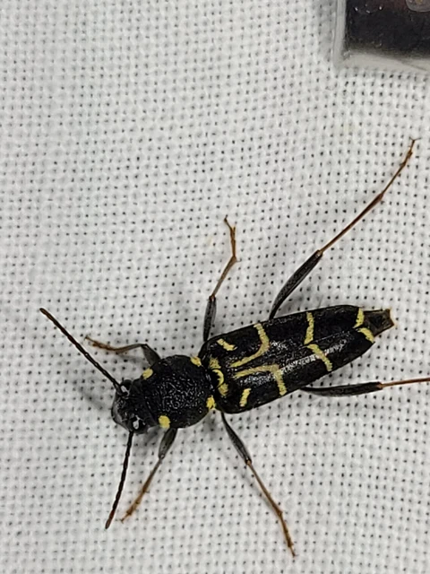 Xylotrechus antilope - fürge darázscincér