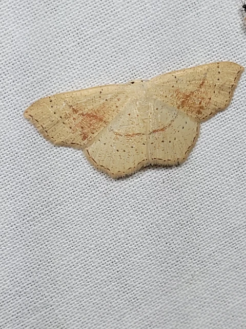 Cyclophora punctaria - sávos pettyesaraszoló