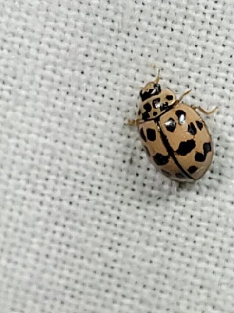 Oenopia conglobata - rózsás katica