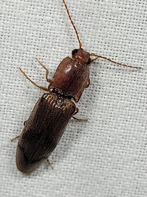 Stenagostus rhombeus - rombusznyakú pattanó