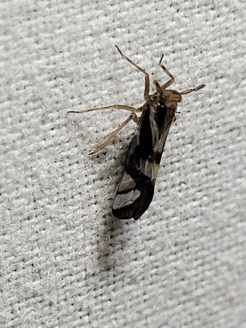 Delphax crassicornis