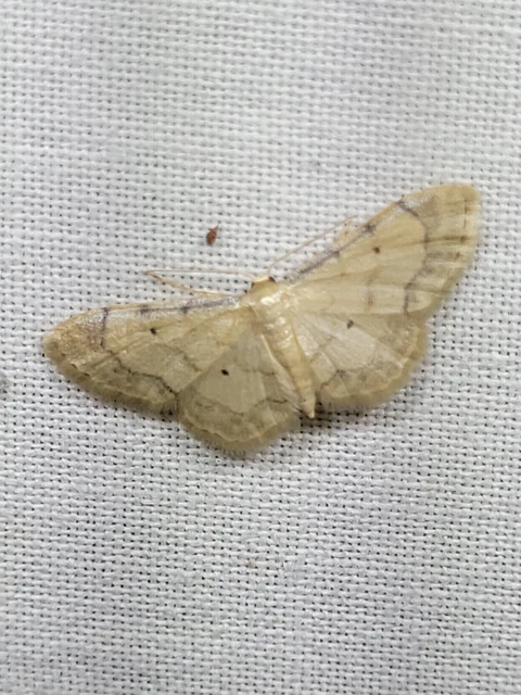 Idaea politaria - vonalas apróaraszoló