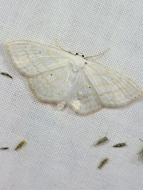 Scopula subpunctaria - törtvonalas sávosaraszoló