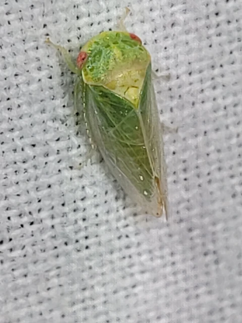 Iassus mirabilis
