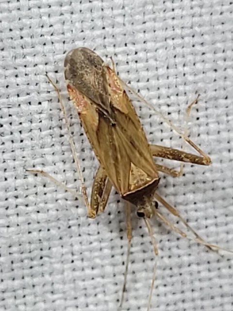 Phytocoris