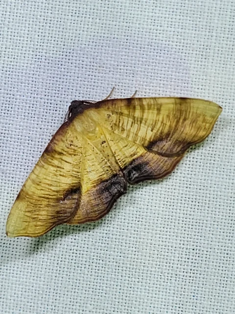 Plagodis dolabraria - baltaszárnyú araszoló