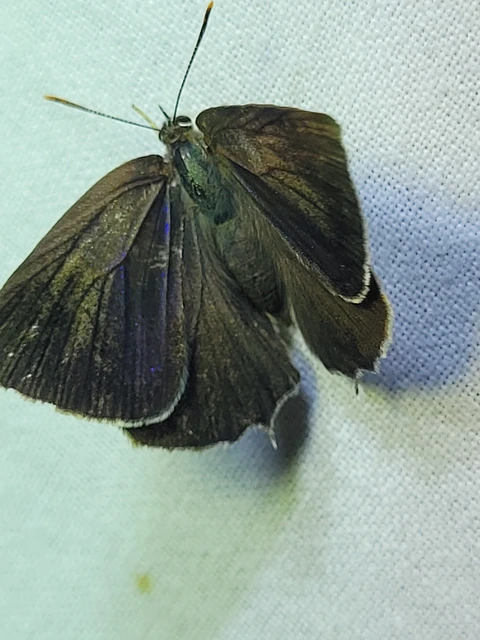 Neozephyrus quercus - tölgyfalepke
