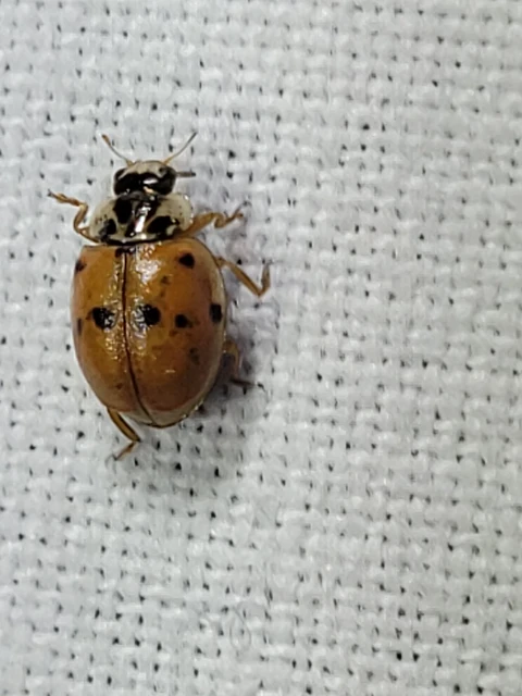 Adalia decempunctata - tízpettyes katica