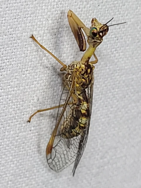 Mantispa styriaca - kétszínű fogólábú-fátyolka