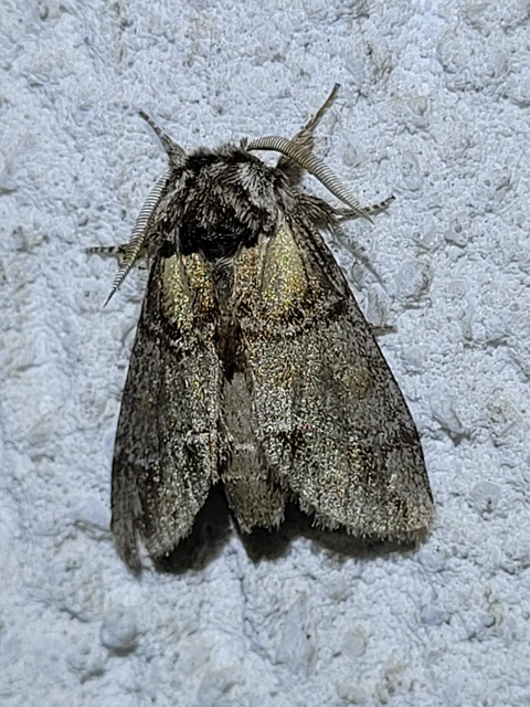 Drymonia velitaris - hegyi púposszövő