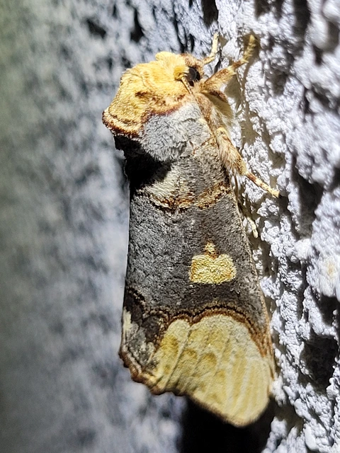 Phalera bucephaloides - magyar púposszövő