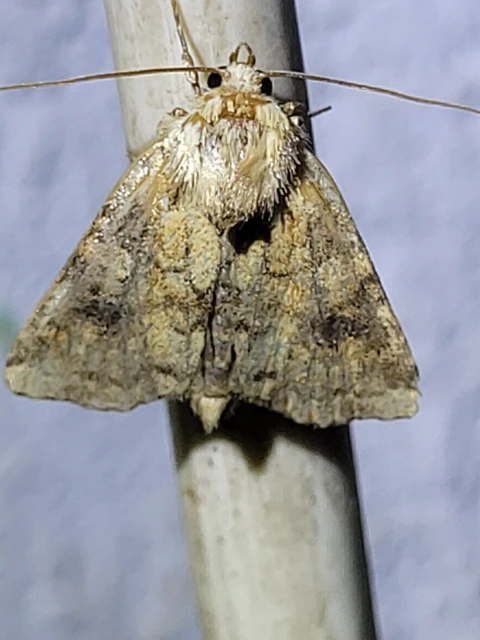Atypha pulmonaris - tüdőfű-levélbagoly