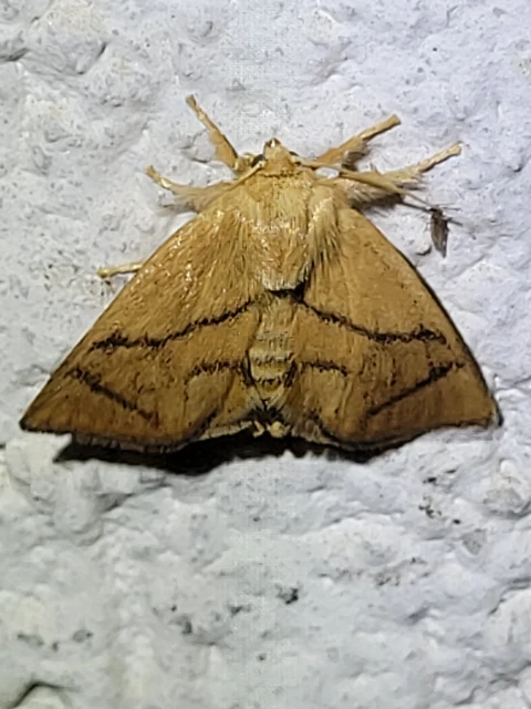 Apoda limacodes - kagylólepke