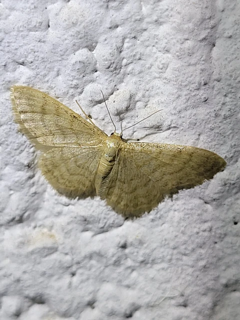 Idaea dilutaria - napvirág-apróaraszoló