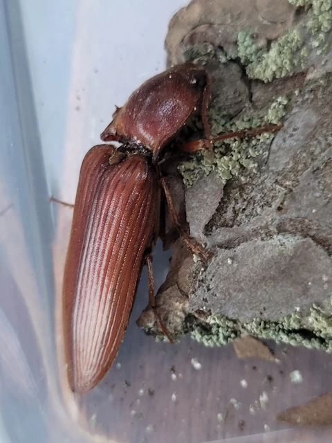 Stenagostus rufus - nagy pattanó