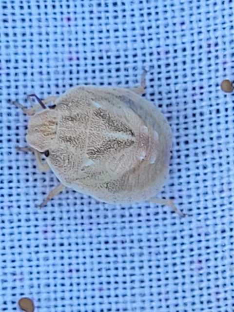 Eurygaster