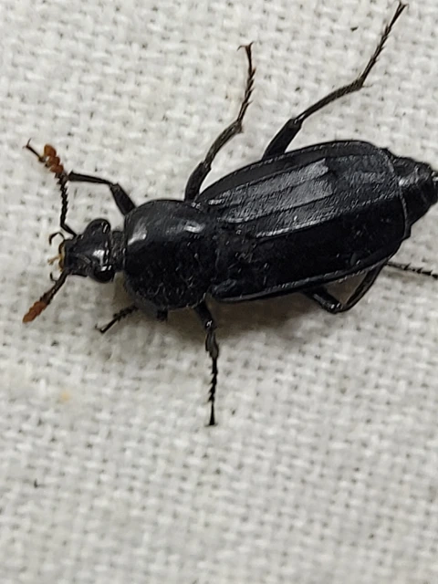Necrodes littoralis - nagy dögbogár