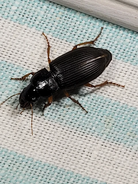Harpalus rufipes - nagy selymesfutó