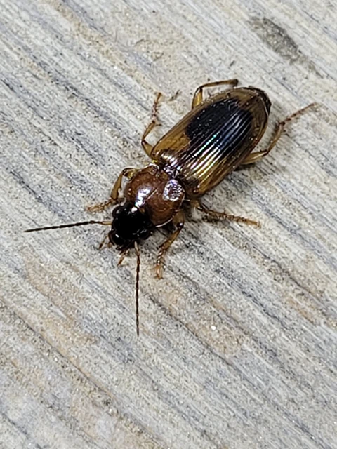 Stenolophus discophorus - kisfoltos turzásfutó