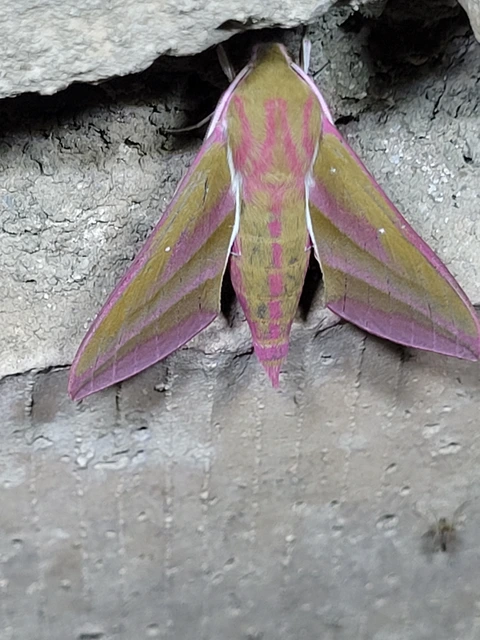 Deilephila elpenor - szőlőszender