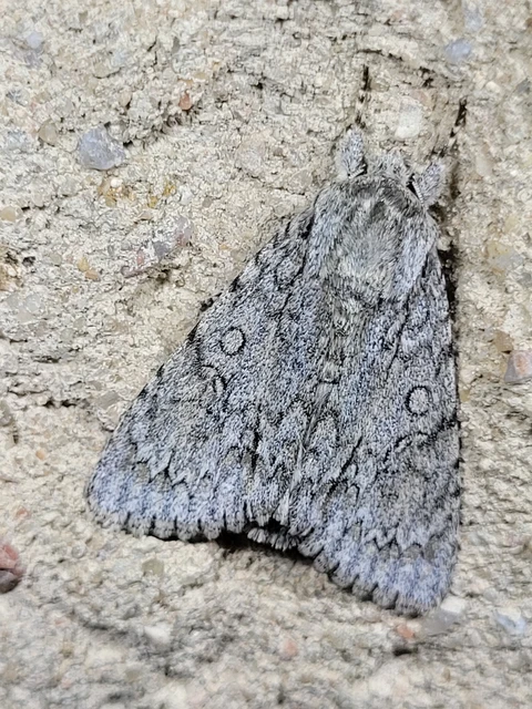 Acronicta aceris - vadgesztenye-szigonyosbagoly