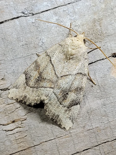 Cosmia trapezina - közönséges lombbagoly