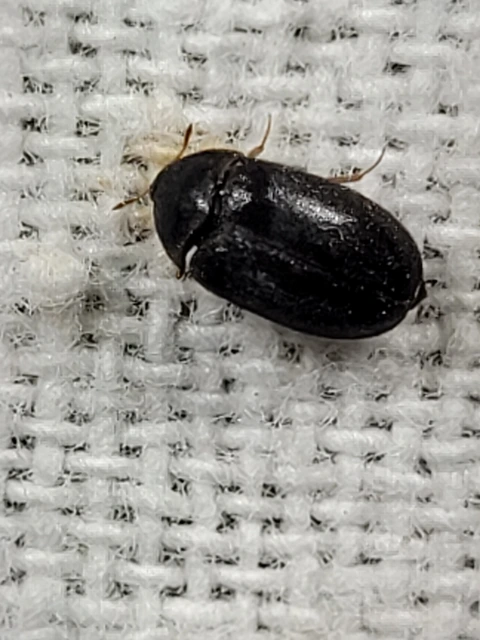 Attagenus