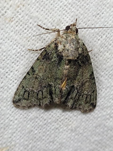Polyphaenis sericata - selyemfényű erdeibagoly