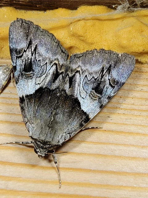 Catocala fulminea - galagonya-övesbagoly