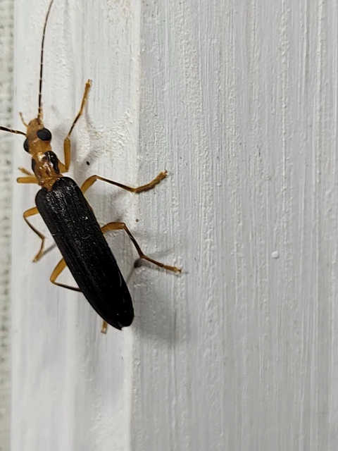 Nacerdes carniolica - karnóliai álcincér