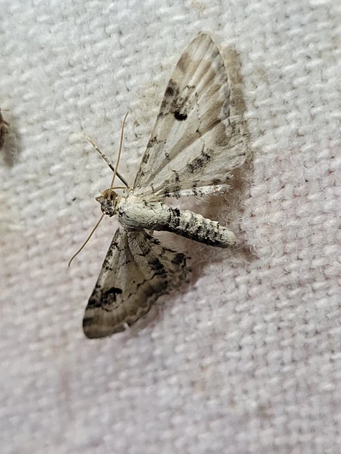 Eupithecia centaureata - búzavirág-törpearaszoló