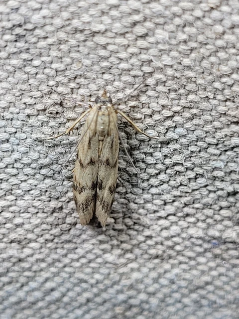 Homoeosoma sinuella - agyagsárga karcsúmoly