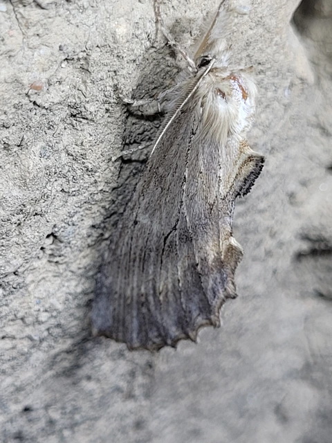 Pterostoma palpina - csőrös púposszövő
