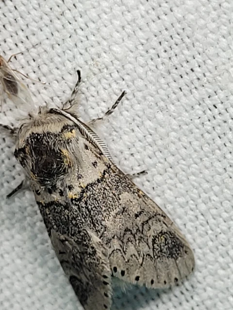Furcula furcula - szürke púposszövő