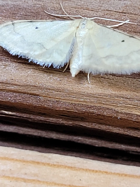 Idaea politaria - vonalas apróaraszoló