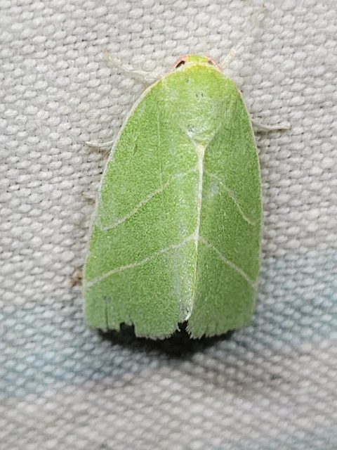 Bena bicolorana - tölgyfa-zöldbagoly