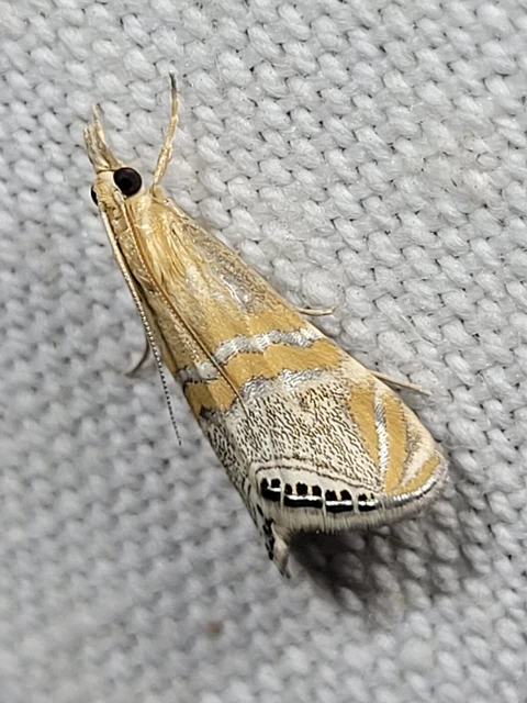 Euchromius bella - cifra mozaikmoly