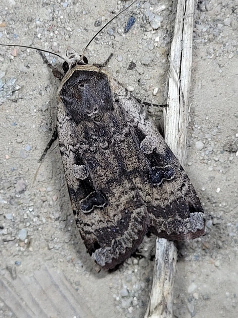 Noctua pronuba - nagy sárgafűbagoly