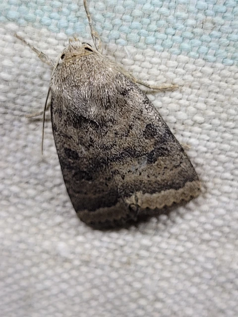 Hoplodrina octogenaria - barna selymesbagoly